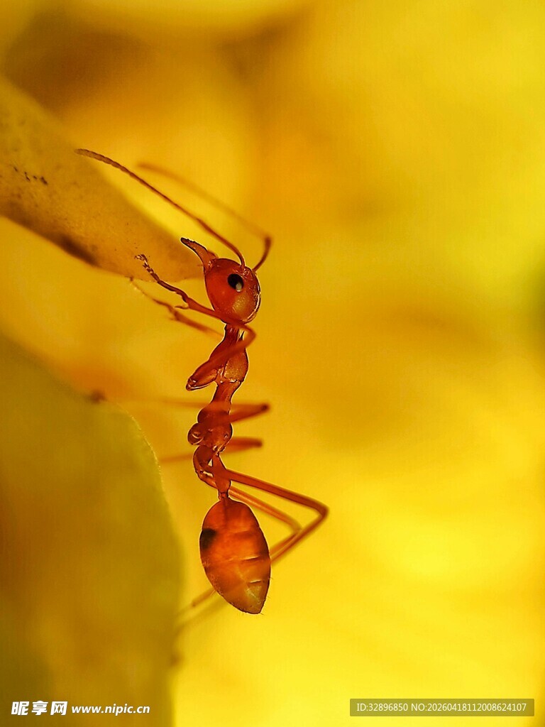 红蚂蚁攀附于植物之上