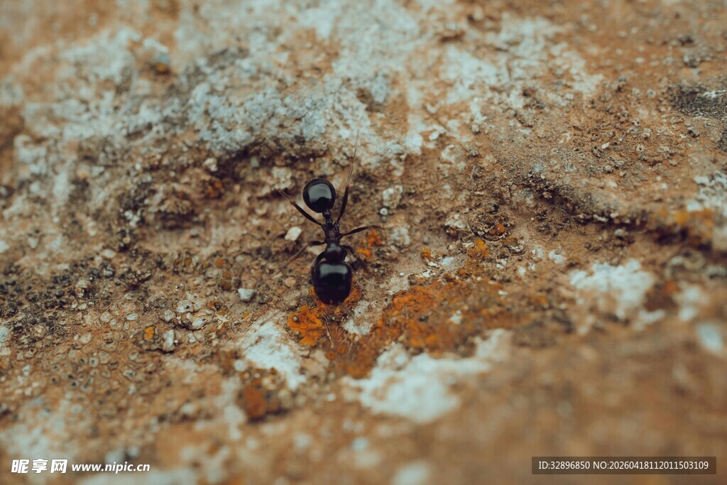 泥土上的小黑蚂蚁