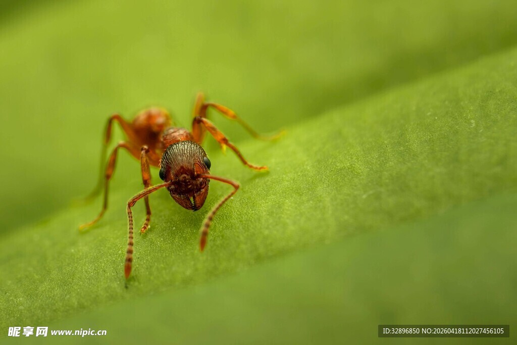 绿叶上的小蜘蛛