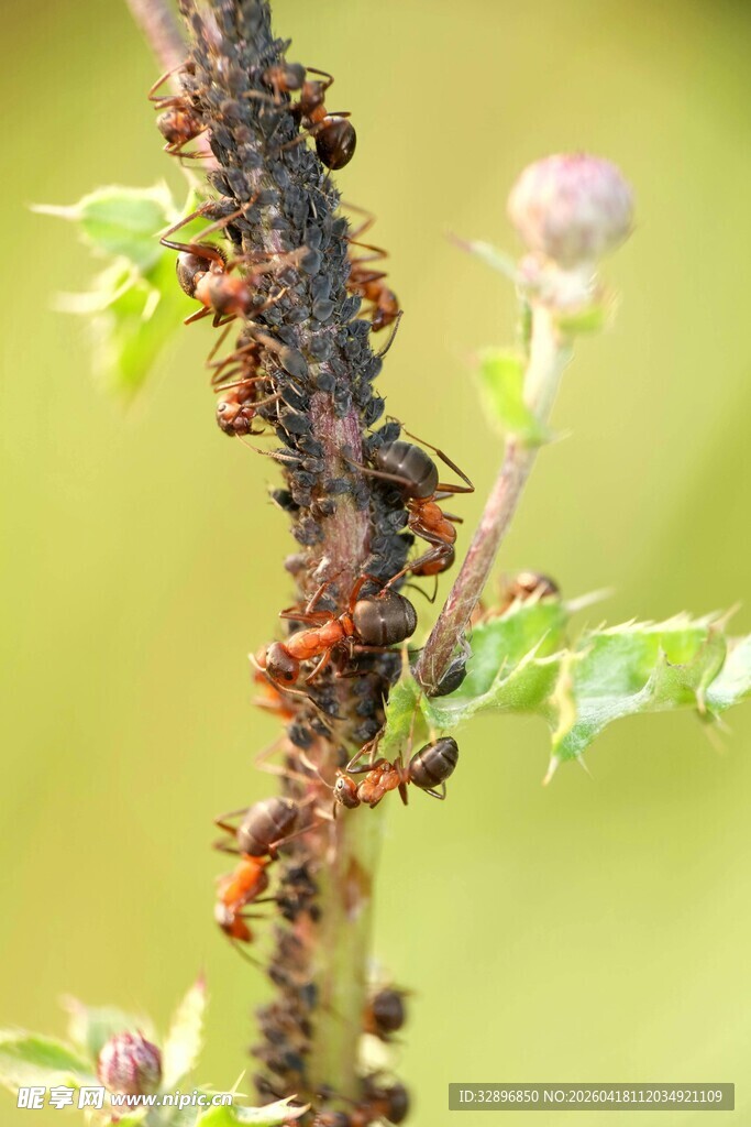树枝上忙碌的蚂蚁群
