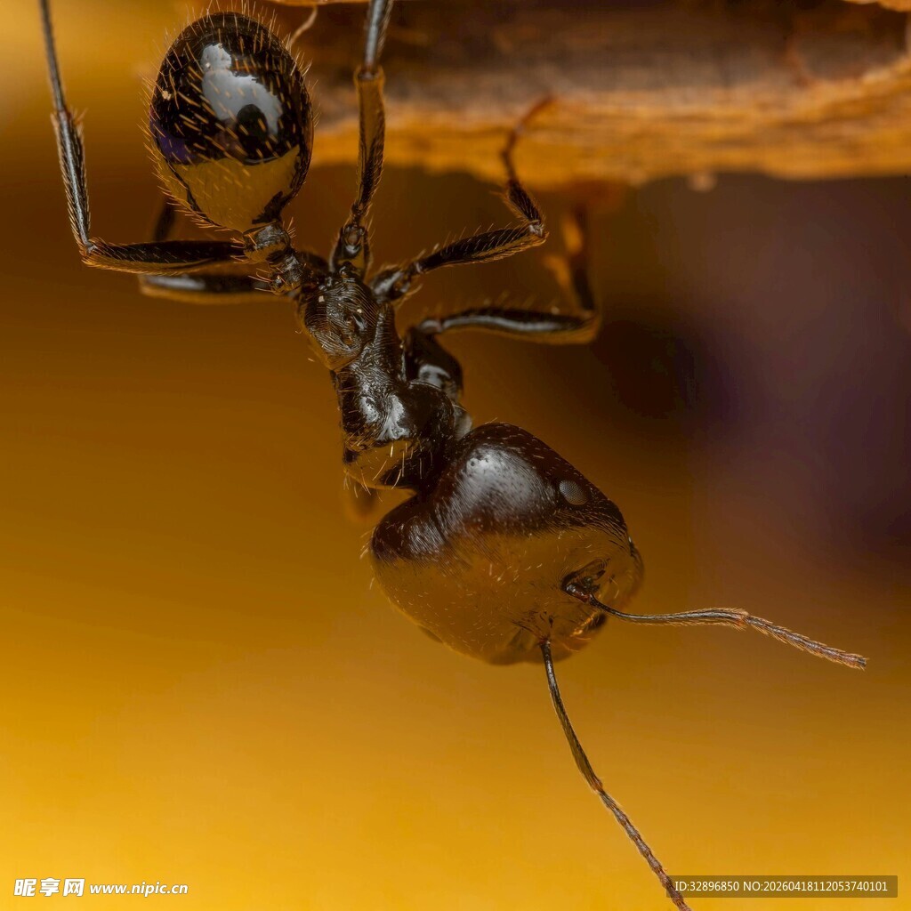 微距下的黑色蚂蚁