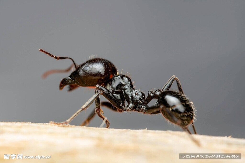 微距下的蚂蚁特写