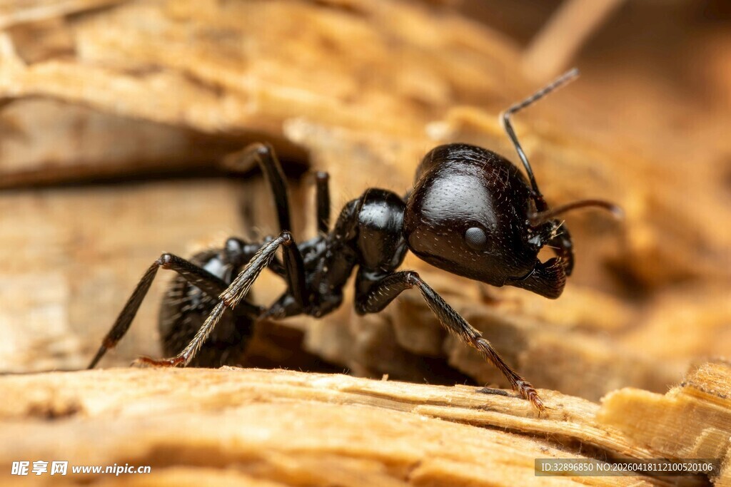黑色蚂蚁特写