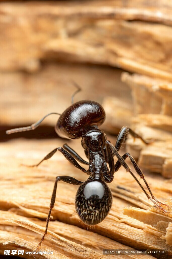 木头上的黑蚂蚁