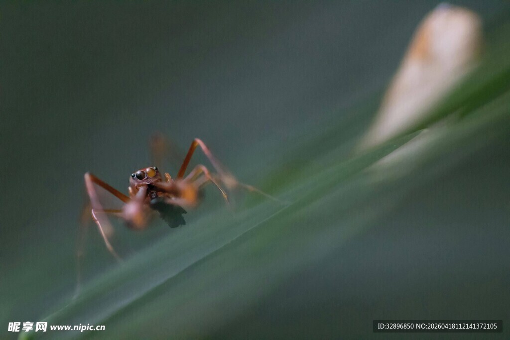 草丛中的小蜘蛛