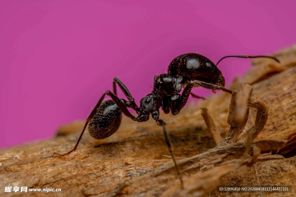 黑色蚂蚁于木头上觅食