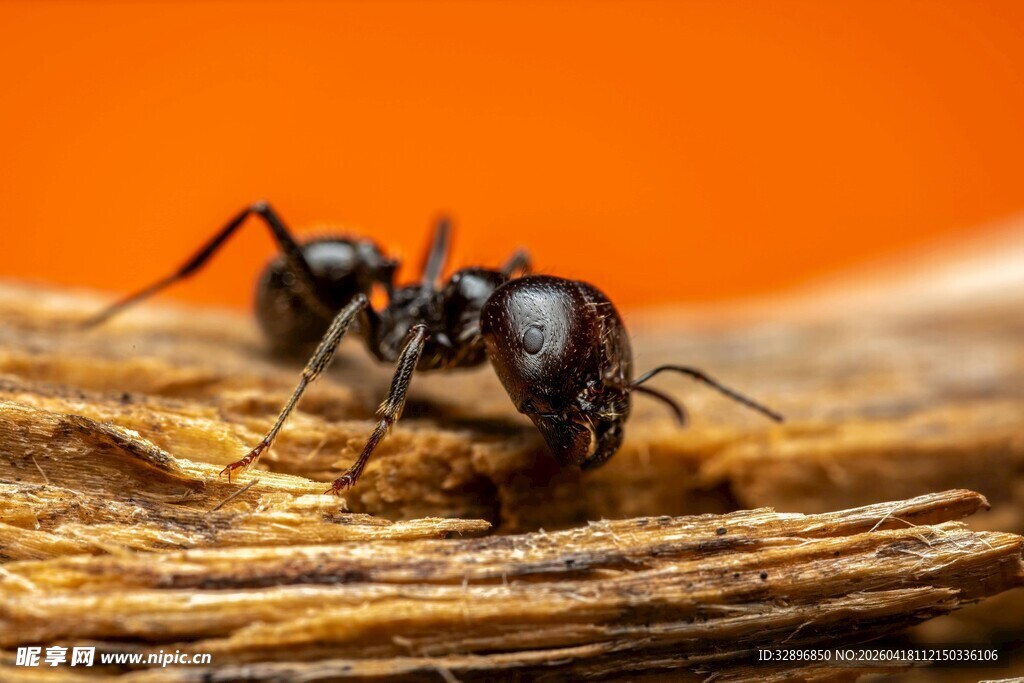 木上蚂蚁微距特写