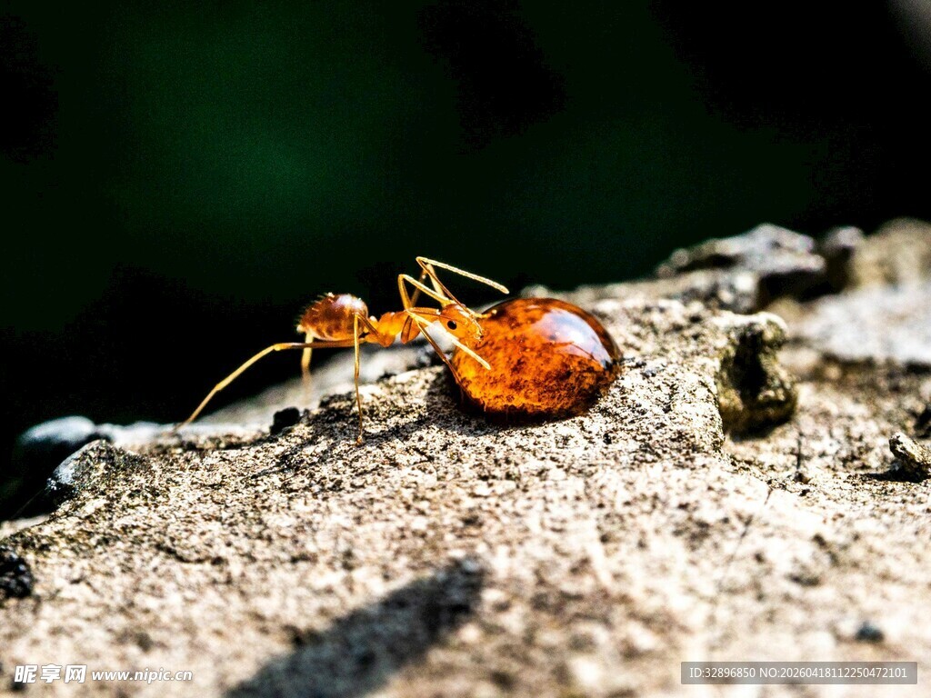 蚂蚁搬运色彩斑斓的物体