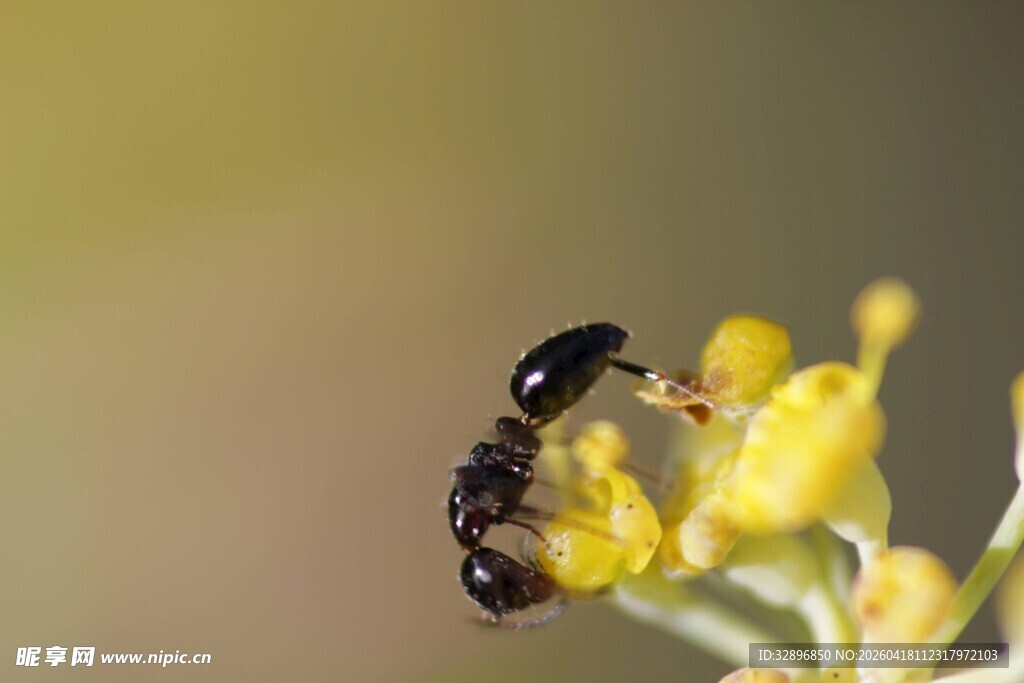 蚂蚁采食黄色小花