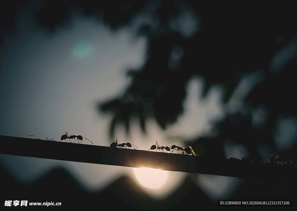 树枝上的蚂蚁与朦胧光影