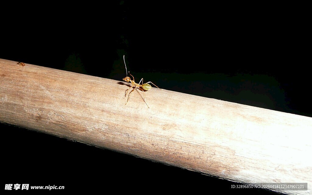 木杆上的小蚂蚁