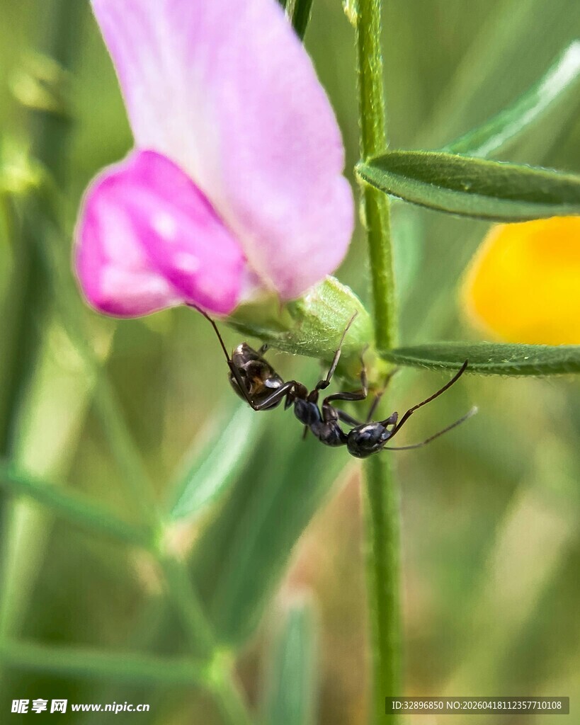 花间蜘蛛