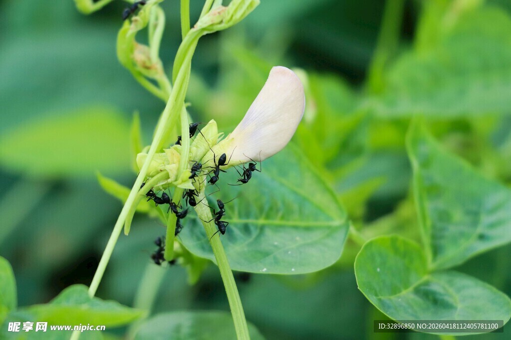 绿叶间的白色豆角