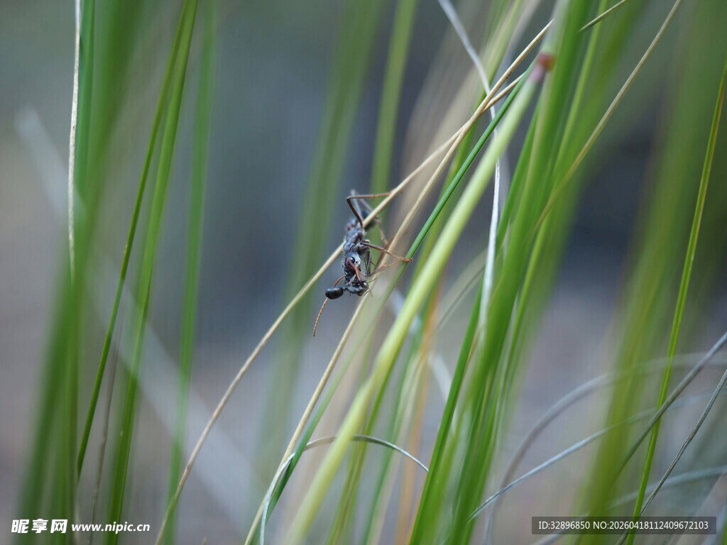 草丛中的昆虫特写