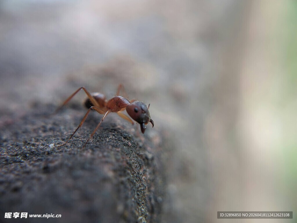 岩石上的蚂蚁特写