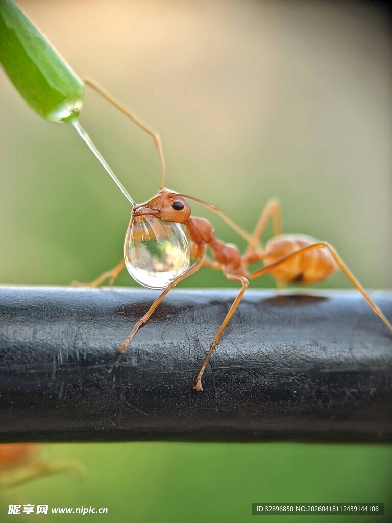 蚂蚁与水滴的自然瞬间