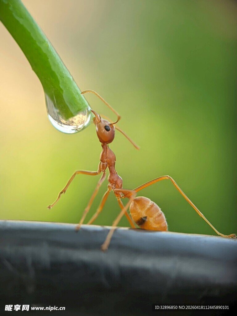 蚂蚁触水滴自然微观景