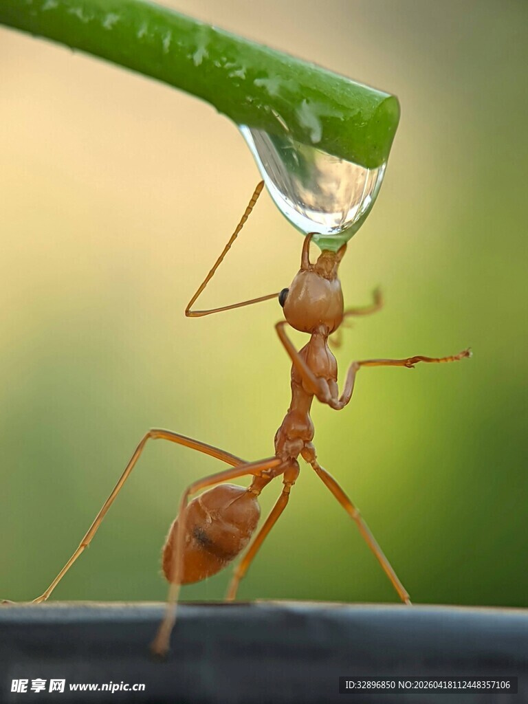 蚂蚁托举晶莹水珠瞬间