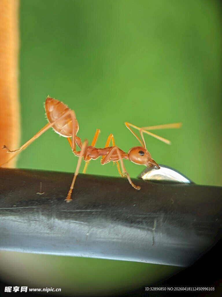 树枝上的两只螳螂