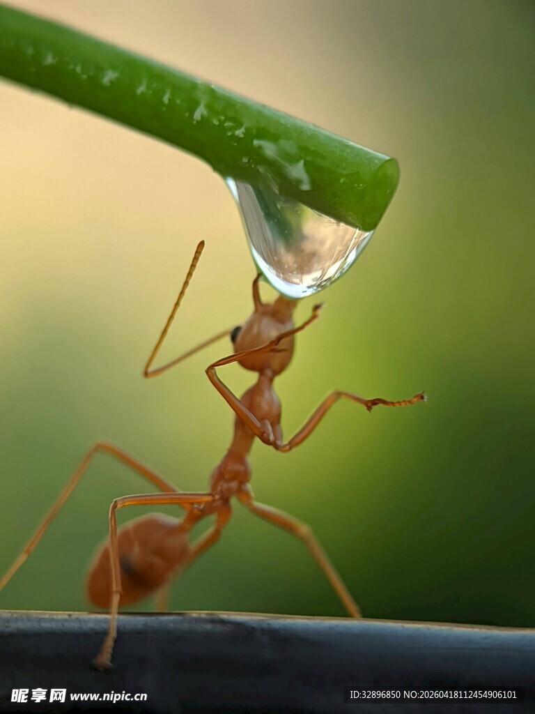 蚂蚁承接水滴的奇妙瞬间