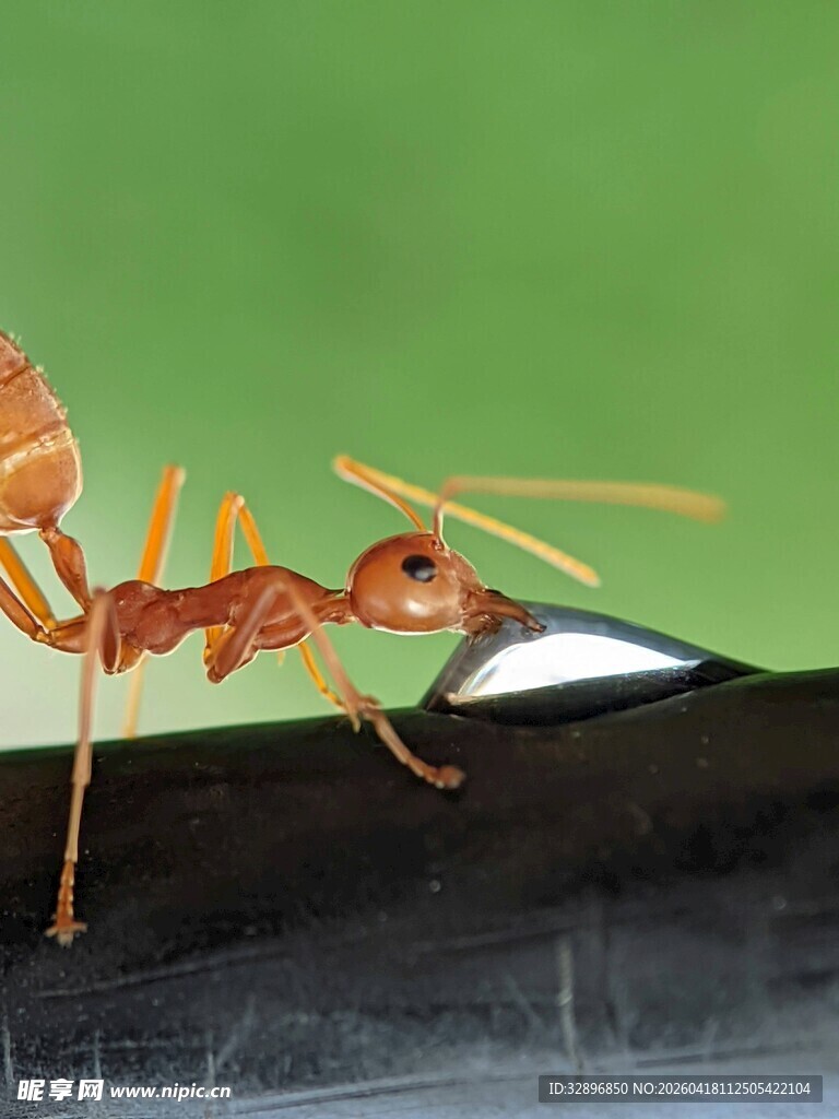 蚂蚁攀附笔尖特写