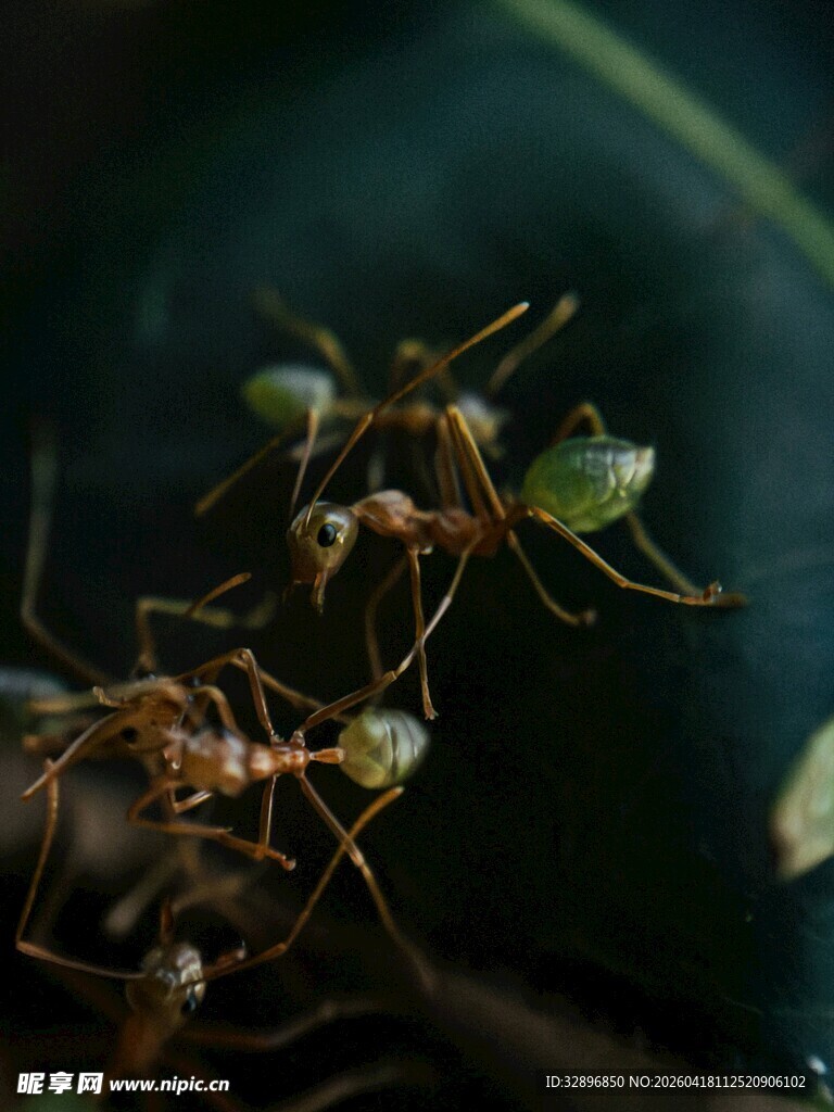 蚂蚁群在绿叶上忙碌