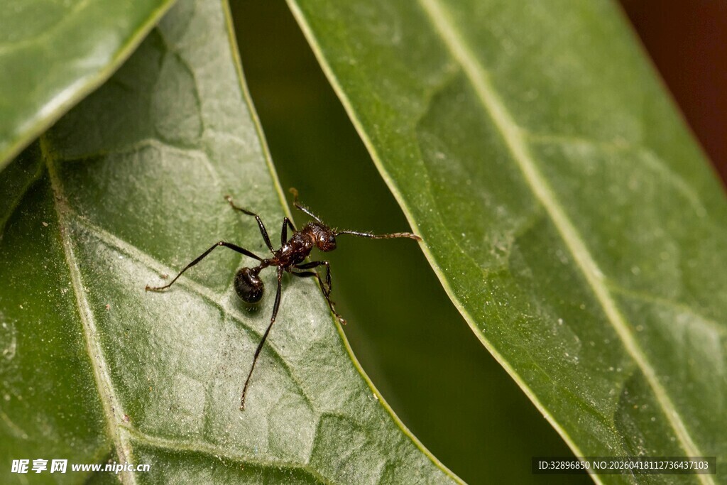 绿叶上的黑色小昆虫