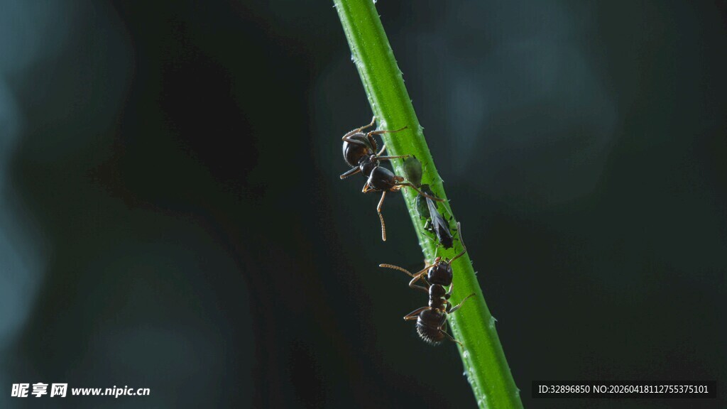 草茎上的小昆虫