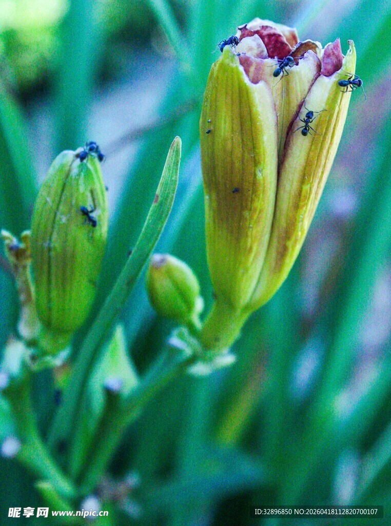 含苞待放的美丽百合花
