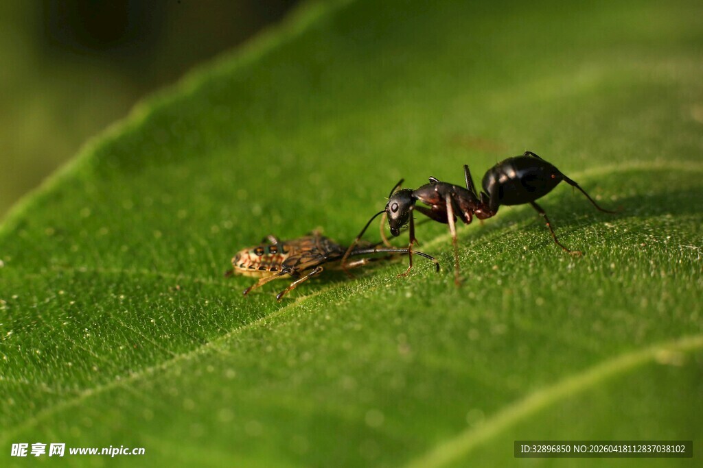 蚂蚁捕食小昆虫于绿叶上