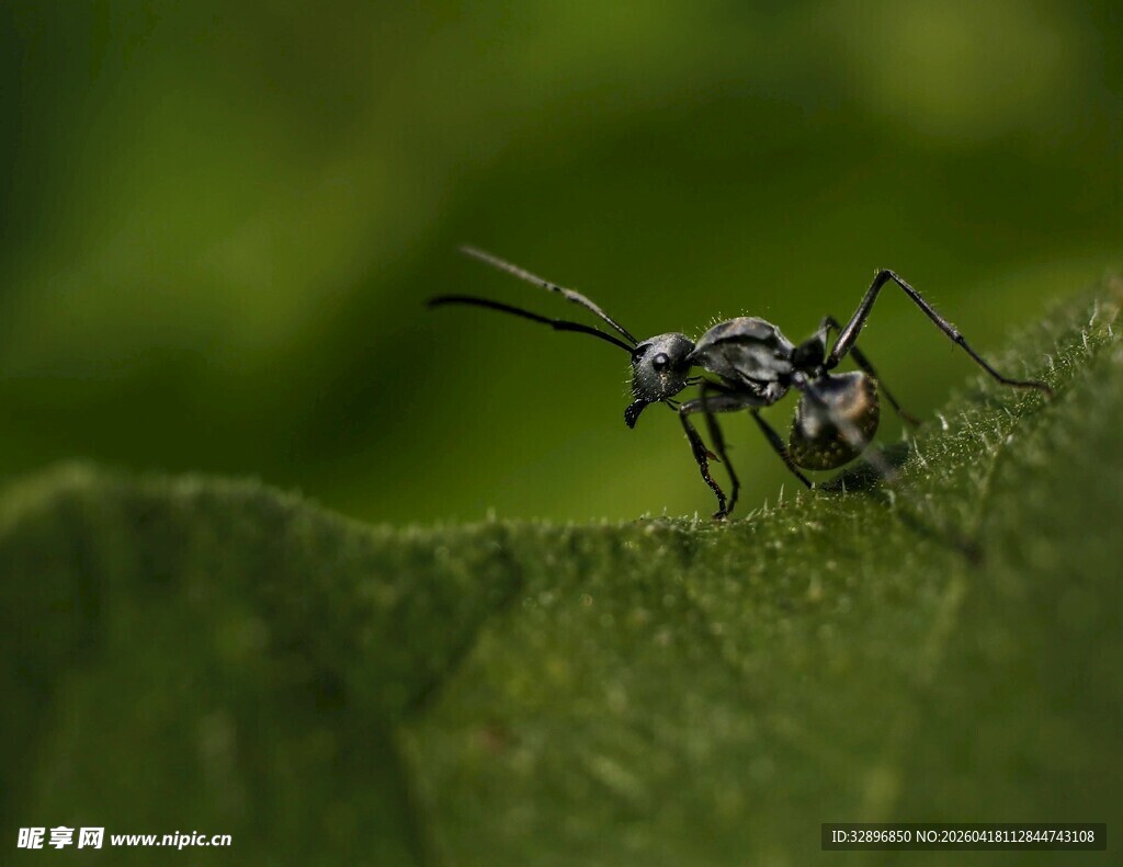 绿叶上的奇特小昆虫