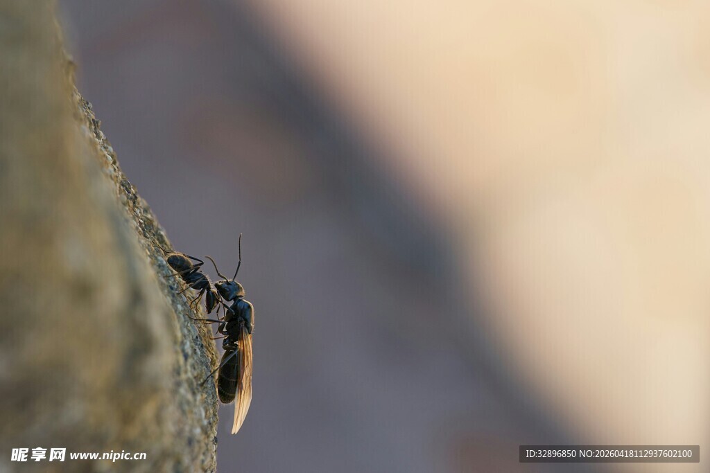 树干上停歇的小昆虫