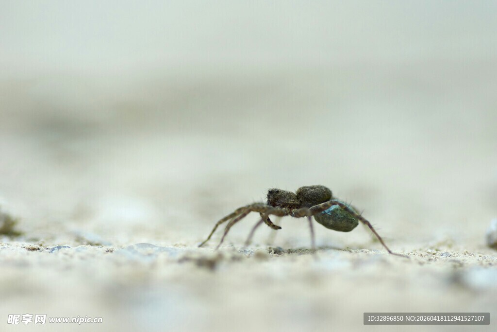 微距下的黑色小跳蛛