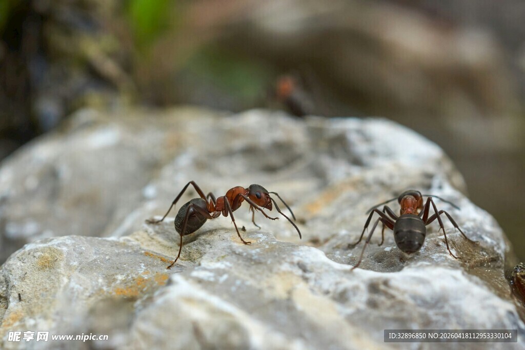 岩石上的蚂蚁