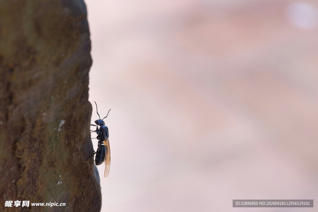 树干上的神秘小昆虫