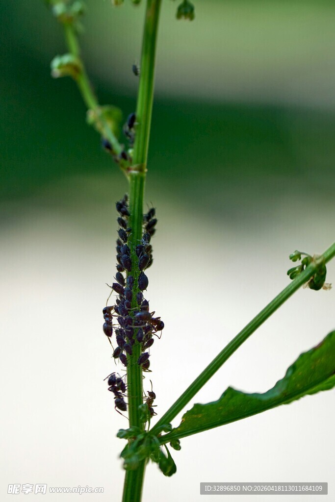 植物上的紫花与绿叶