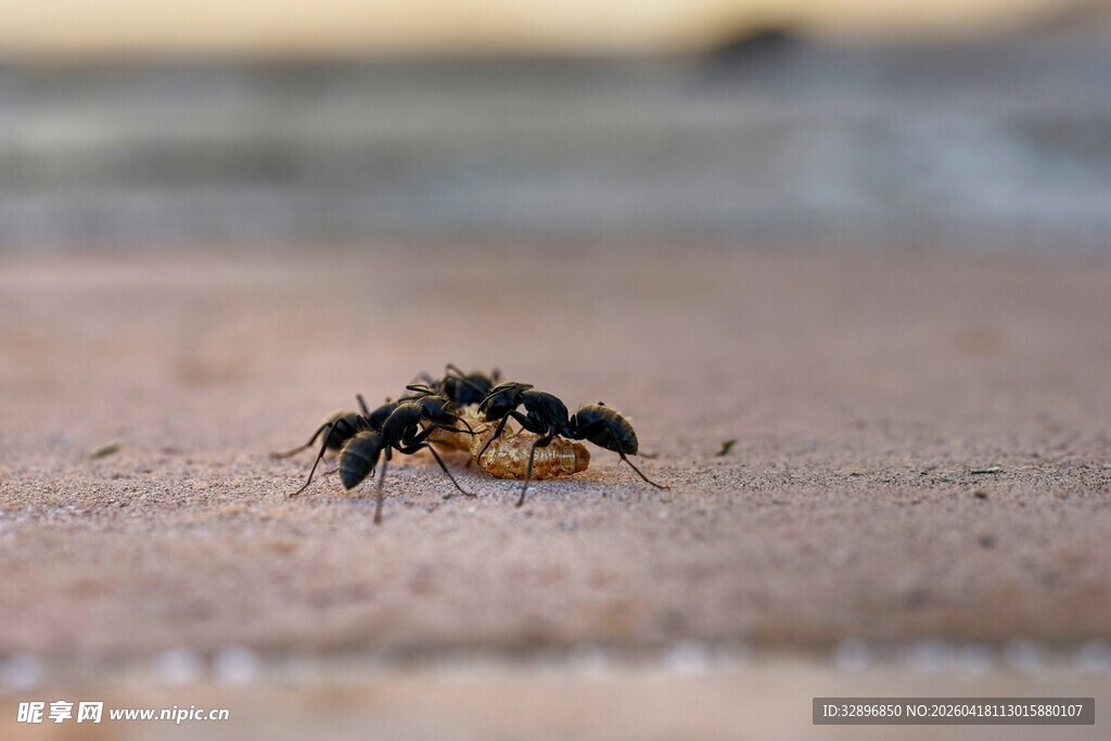 地面上的黑色甲虫