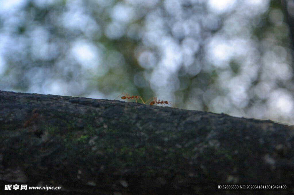 树干上的微小绿色生物