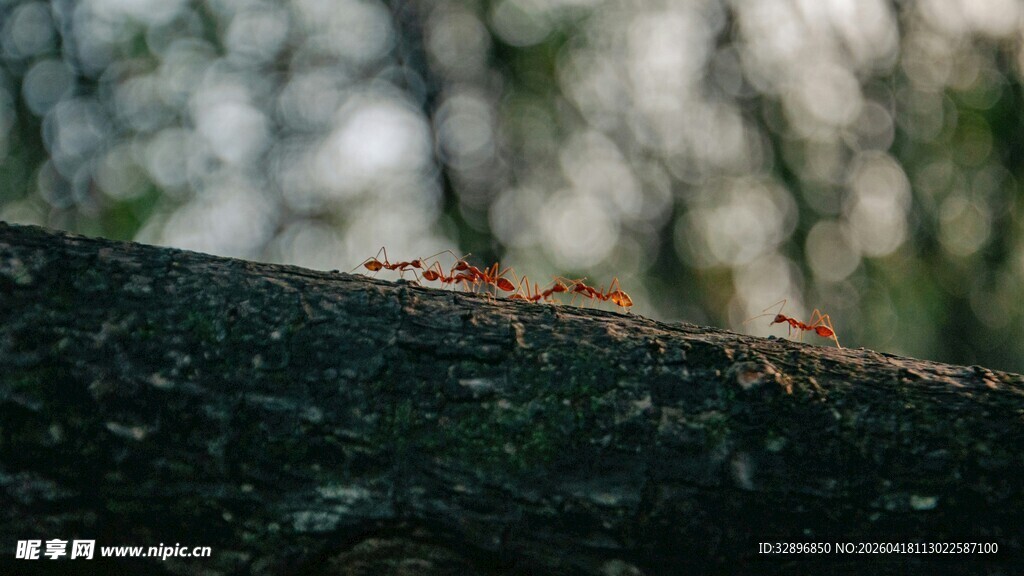 树枝上的小昆虫