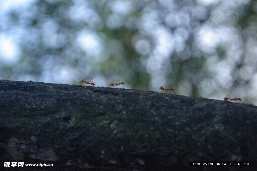 树干上的蚂蚁群