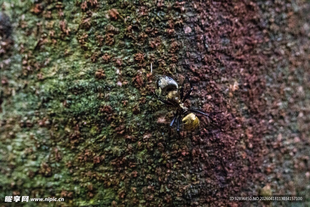 树干上的小昆虫