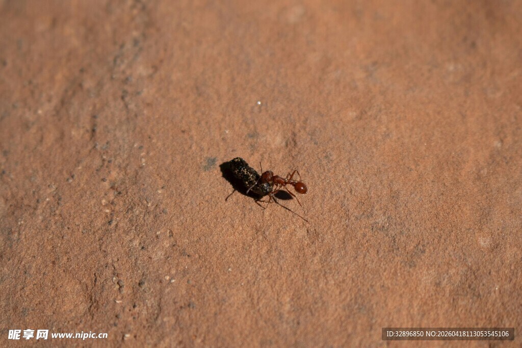 沙地上的黑色小昆虫