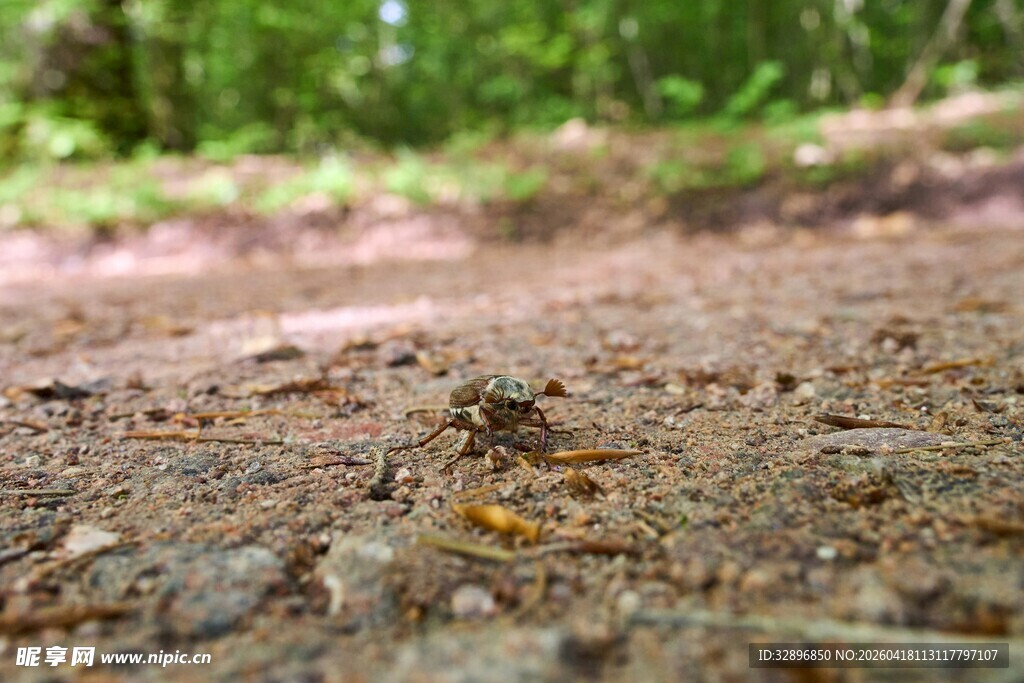 林间地面上的微小景象