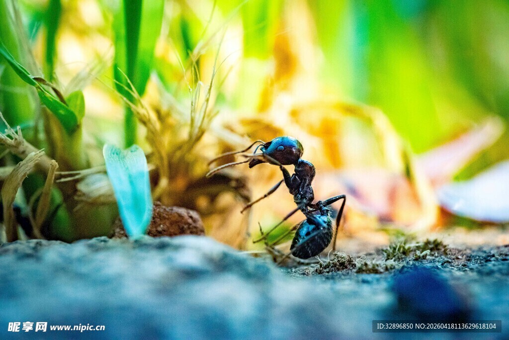 蚂蚁专注觅食瞬间