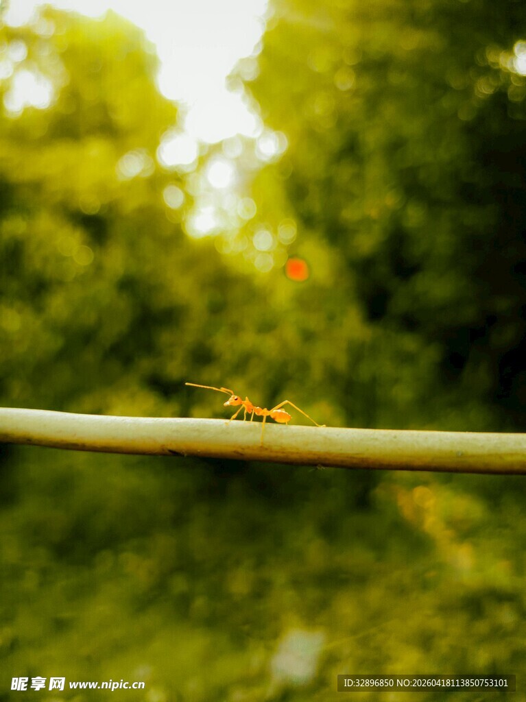 杆上蚂蚁绿意背景特写