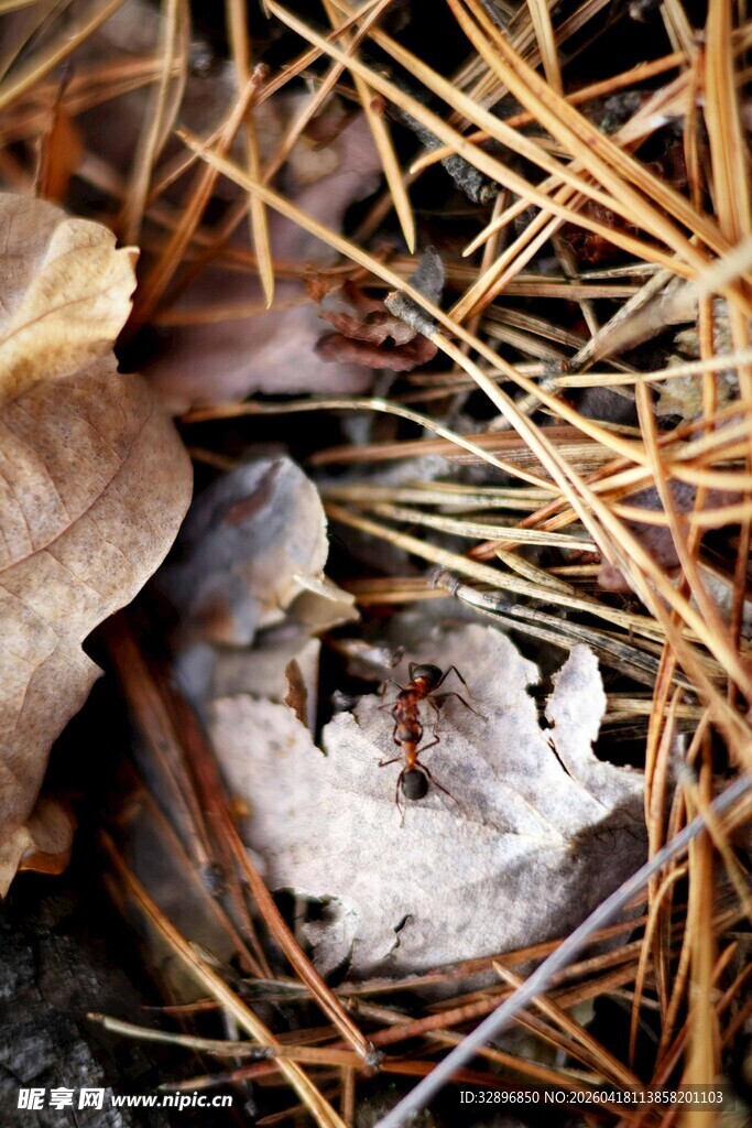 草丛中的破碎蛋壳