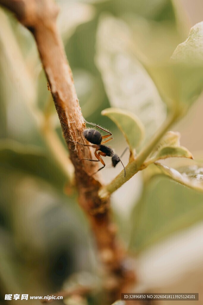 树枝上的黑虫特写
