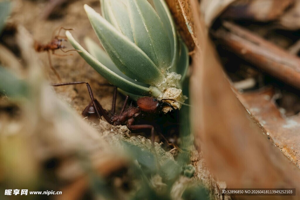 绿叶间的神秘红色小昆虫