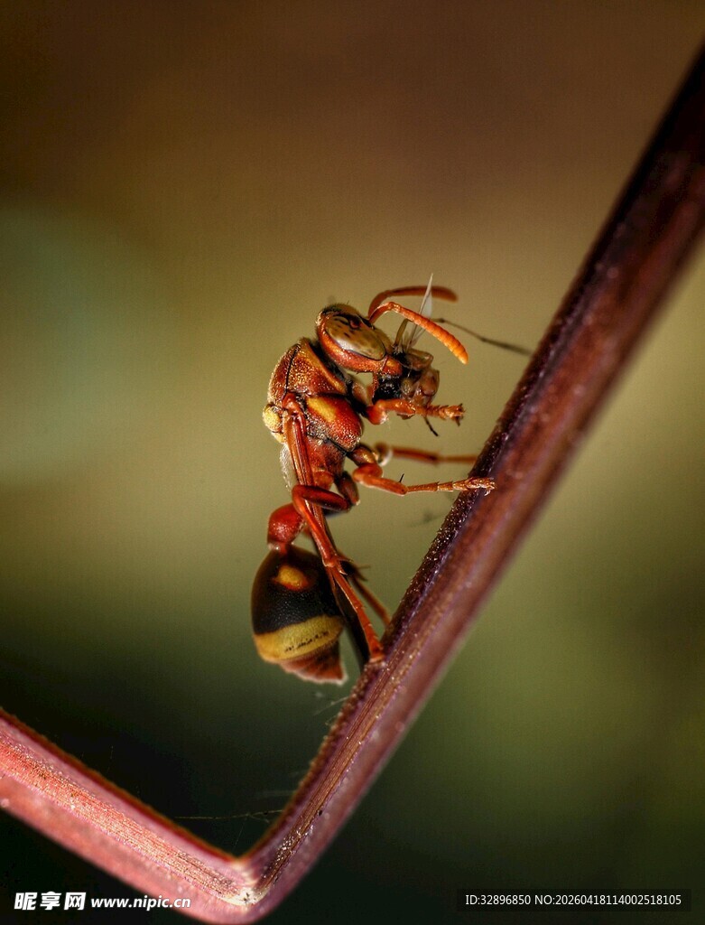 微距下的灵动红火蚁