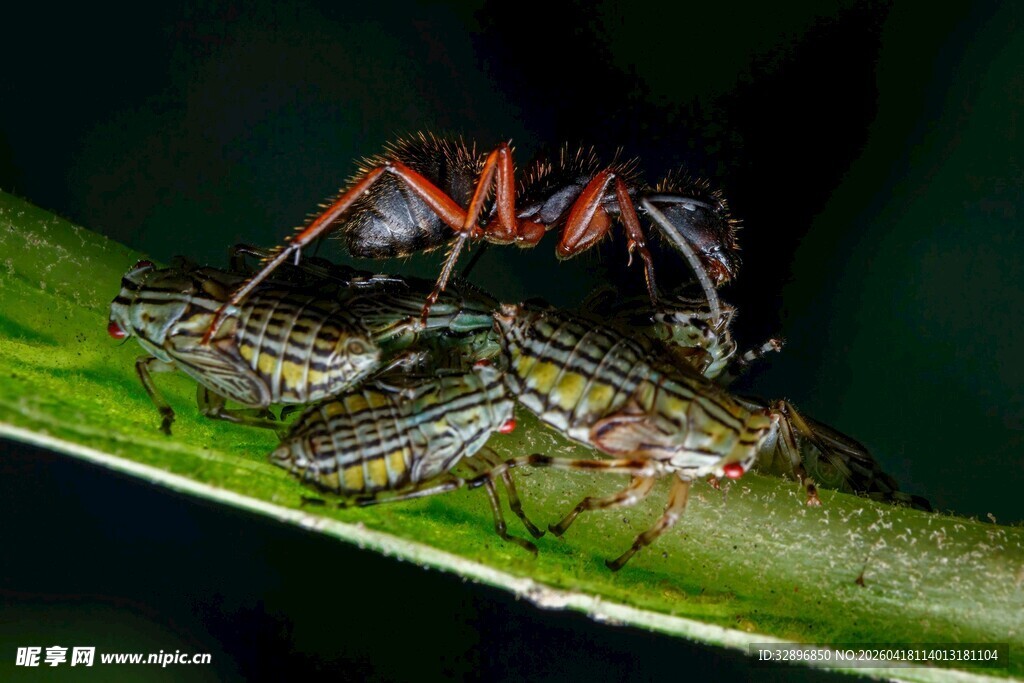 蚂蚁守护蚜虫画面